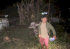 DIDUGA-DICURI,-TERNYATA-TERLEPAS:-PIKET-POLISI-110-POLRES-NGADA-BERGERAK-DI-TENGAH-MALAM,-KERBAU-DITEMUKAN-DI-HUTAN-KOPI