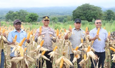 Dukung-Program-Ketahanan-Pangan-Nasional,-Polres-Manggarai-Timur-Laksanakan-Panen-Raya-Jagung-Serentak-Kuartal-II-Tahun-2026