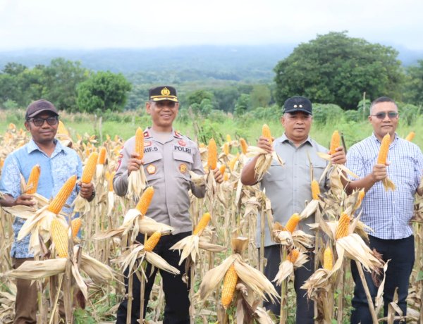 Dukung Program Ketahanan Pangan Nasional, Polres Manggarai Timur Laksanakan Panen Raya Jagung Serentak Kuartal II Tahun 2026