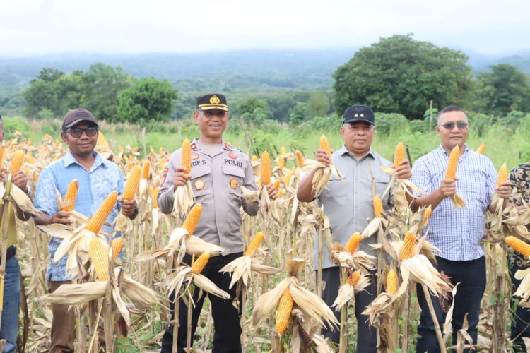 Dukung Program Ketahanan Pangan Nasional, Polres Manggarai Timur Laksanakan Panen Raya Jagung Serentak Kuartal II Tahun 2026